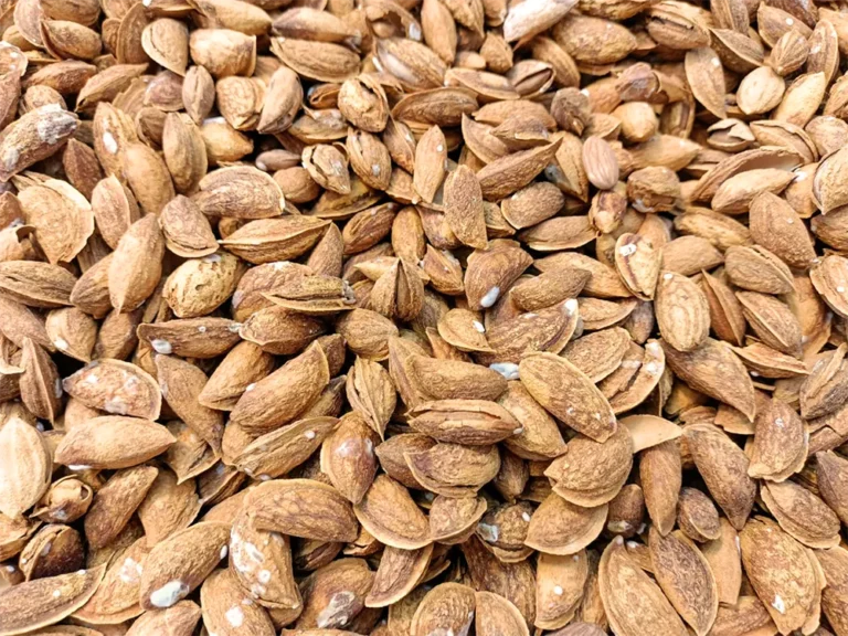 roasted-adghani-almond-3000 - Hashim Mart